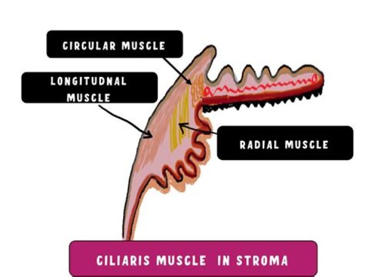 Can ciliary muscle cause pain?