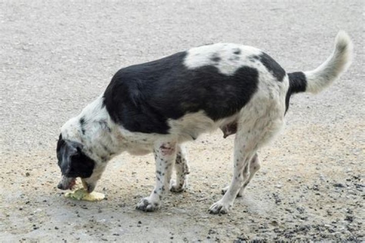 Can dogs eat regurgitated food?