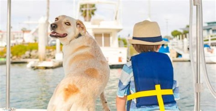 Can dogs go on caswell bay?