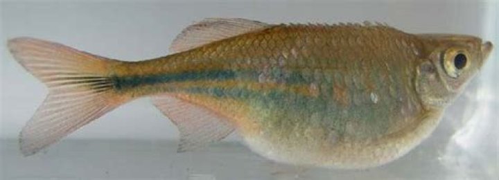 Can dropsy spread to other fish?