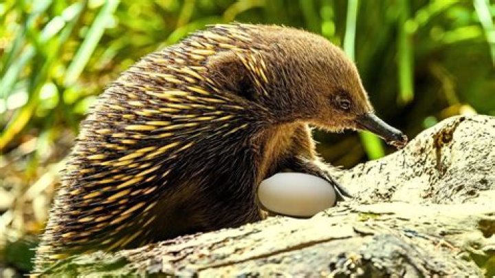 Can echidna lay eggs?