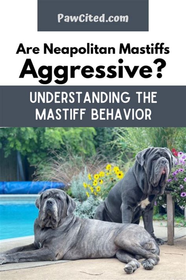 Can english mastiffs be aggressive?