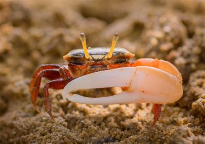 Can fiddler crabs live in freshwater?