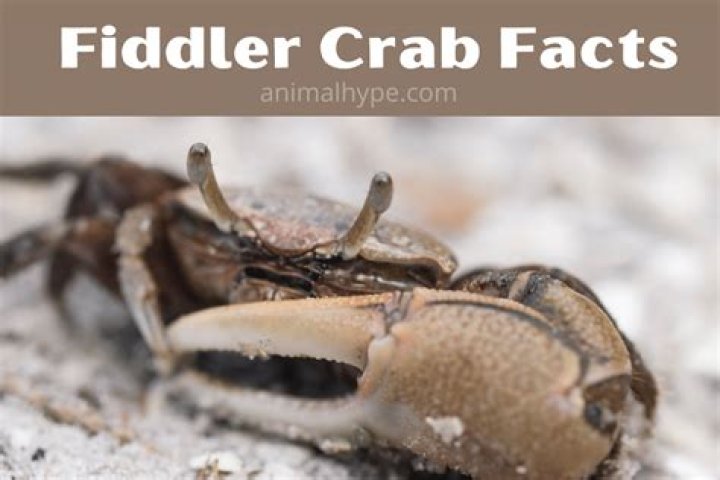 Can fiddler crabs live underwater?