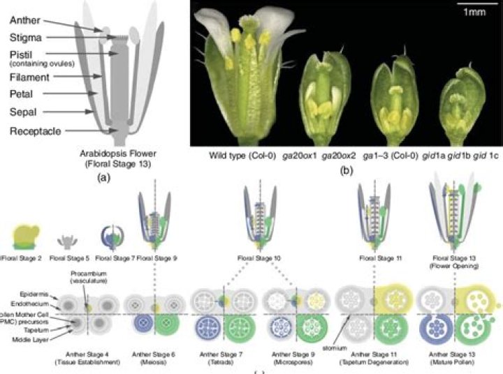 Can gibberellins promote flowering?