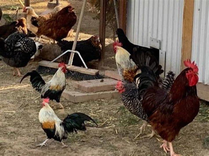 Can humans eat roosters?