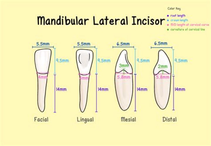 Can incisors be plural?
