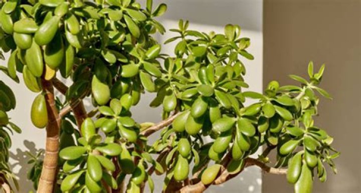 Can jade plants be outside?