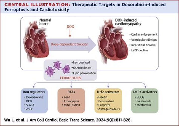 Can kratom cause cardiotoxicity?