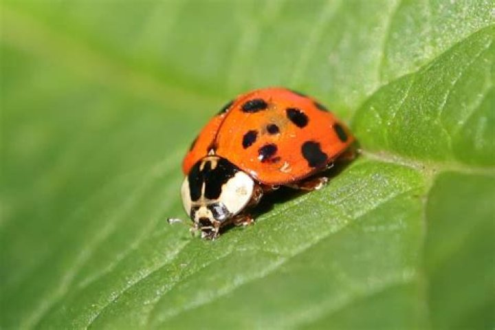 Can ladybugs be orange?