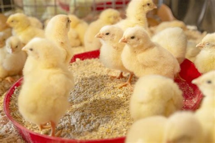 Can layers eat broiler feed?