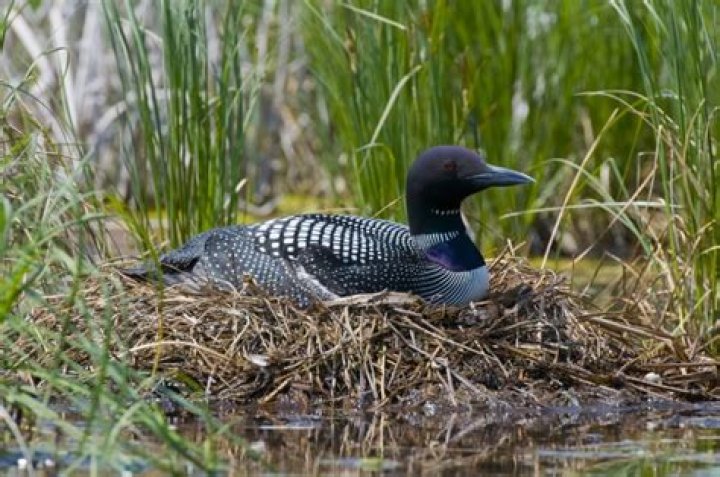 Can loons walk on land?