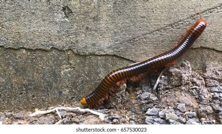 Can millipedes climb walls?
