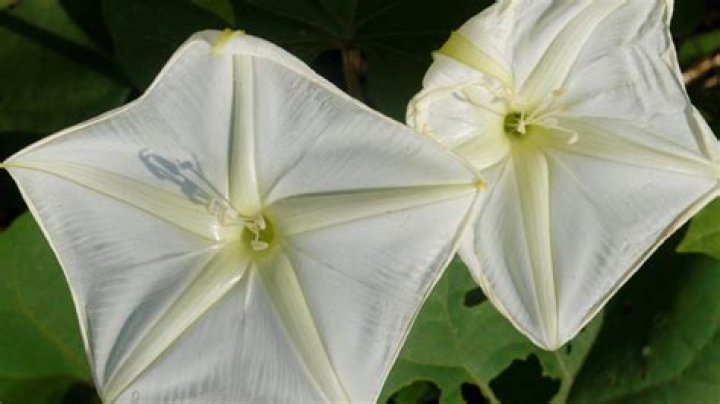 Can moonflower grow in florida?