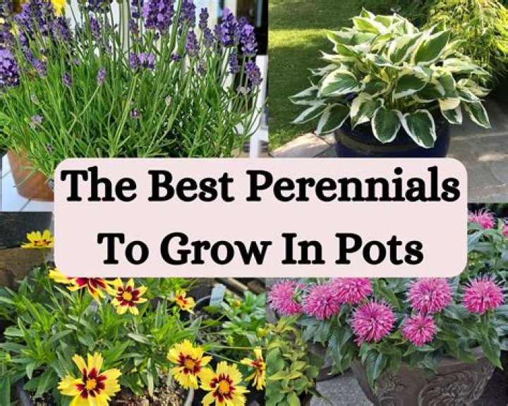 Can perennials be planted in pots?