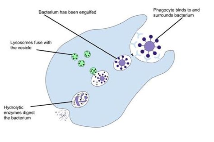 Can phagocytes engulf viruses?