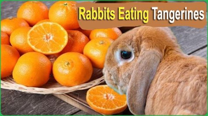 Can rabbits eat tangerines?
