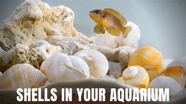 Can seashells go in a freshwater fish tank?