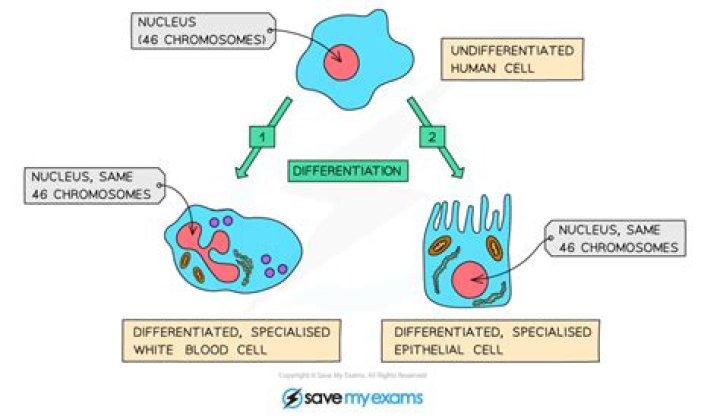 Can specialised cells divide by mitosis?
