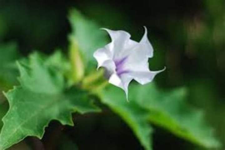 Can stramonium kill you?