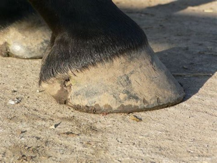 Can thoroughbreds go barefoot?