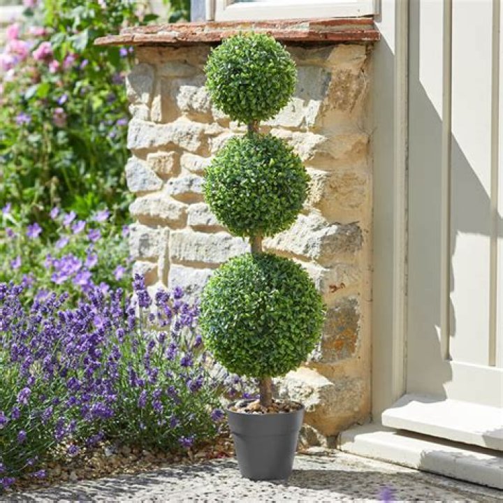 Can topiary grow in shade?