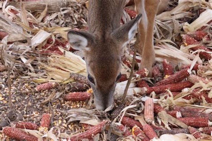 Can you bait deer in wisconsin?