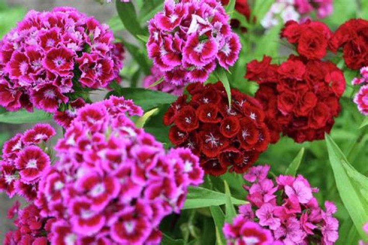 Can you deadhead sweet william?