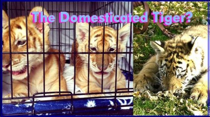 Can you domesticate a tiger?
