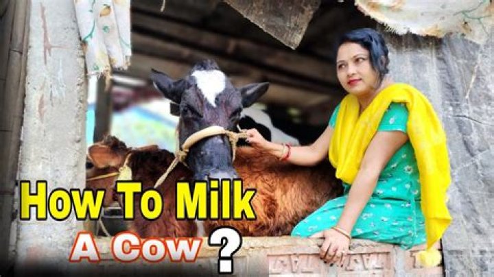 Can you drink milk from the udder?