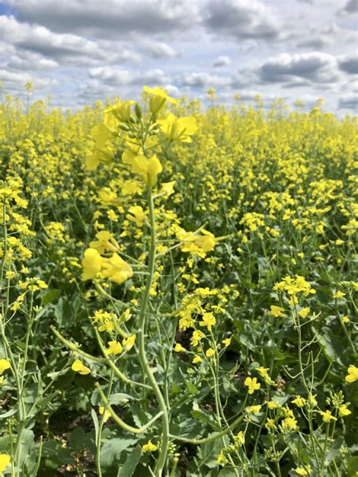 Can you eat canola seeds?