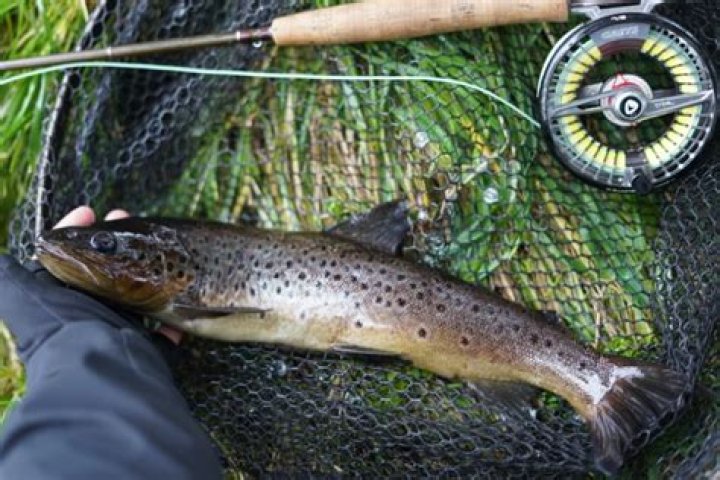 Can you eat fish from cayuga lake?