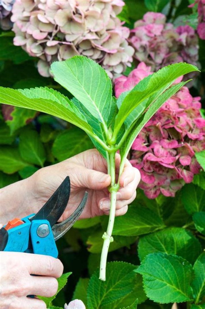 Can you grow a hydrangea from a cutting?