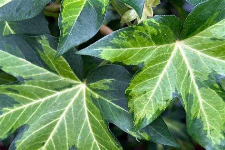 Can you grow japanese aralia indoors?