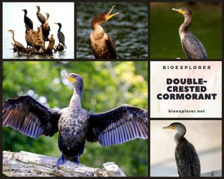 Can you hunt double crested cormorant?