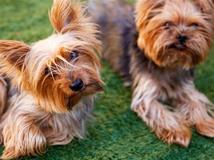 Can you over walk a yorkshire terrier?