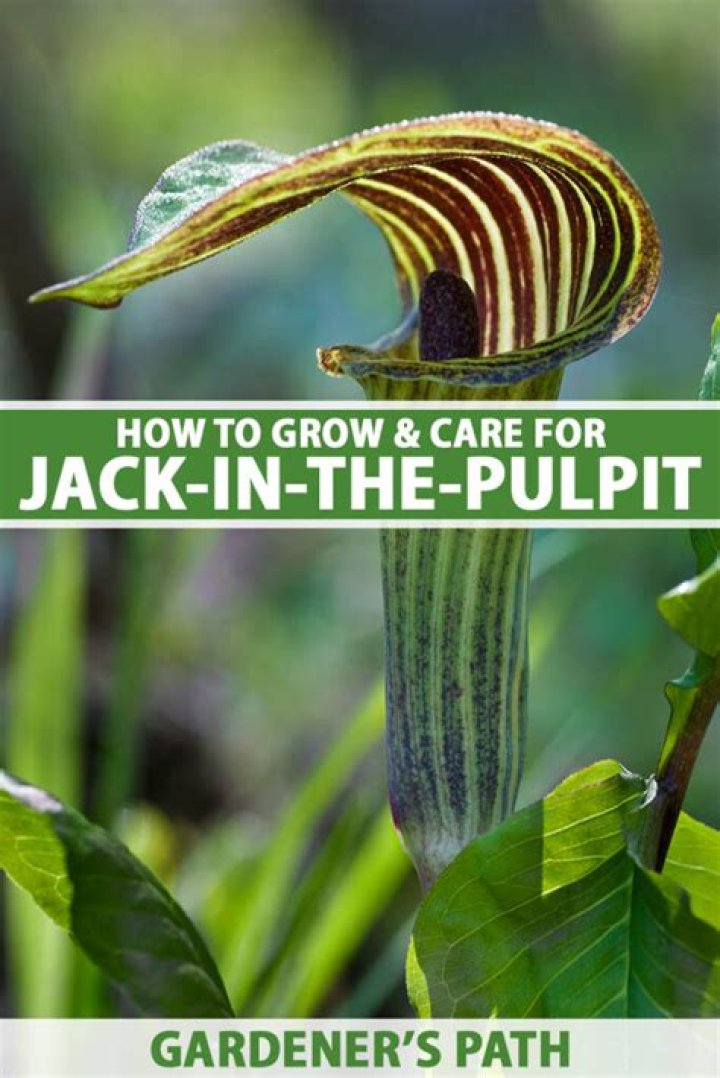 Can you pick jack in the pulpit?