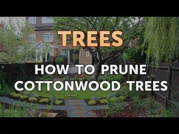 Can you prune cottonwoods?