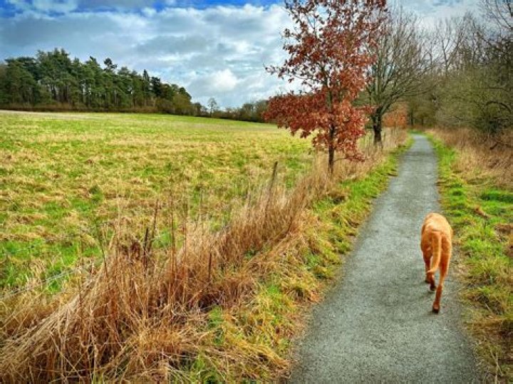 Can you walk dogs at brocket hall?