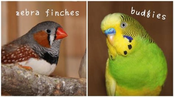 Can zebra finches live with budgies?