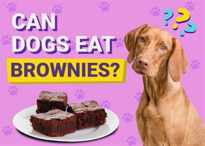 Could dogs eat brownies?