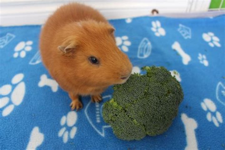 Could guinea pigs eat broccoli?