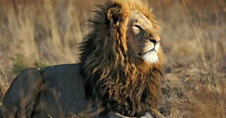 Could we domesticate lions?