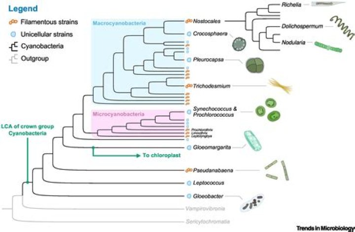 Did cyanobacteria come first?