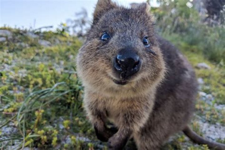 Did quokkas survive the fires?