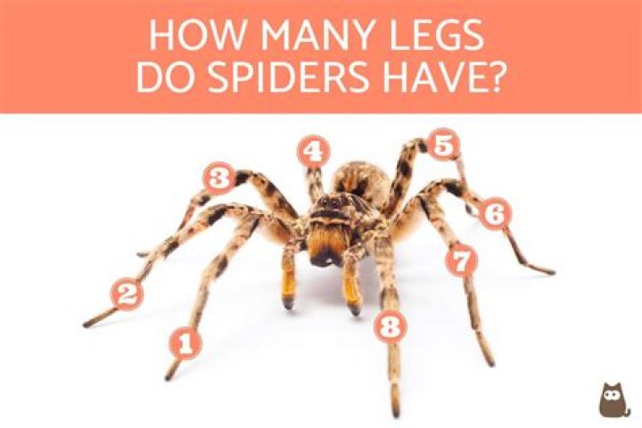 Did spider have legs?