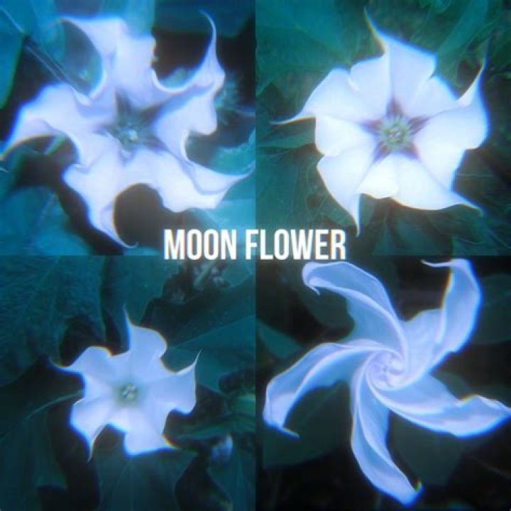 Did sunfall love moonflower?
