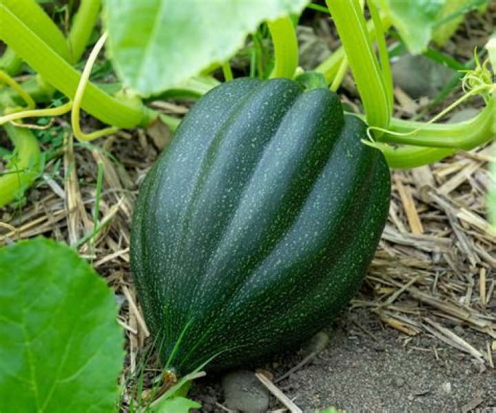 Do acorn squash need to be cured?