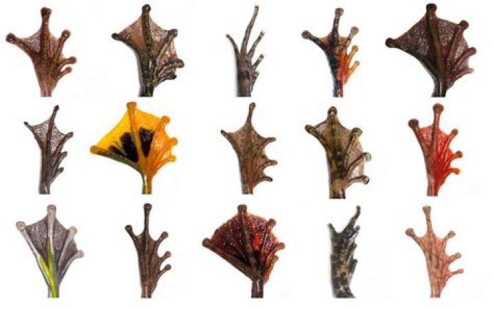 Do all amphibians have webbed feet?