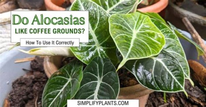 Do alocasia like coffee grounds?